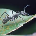 Grey Ant Profile Picture