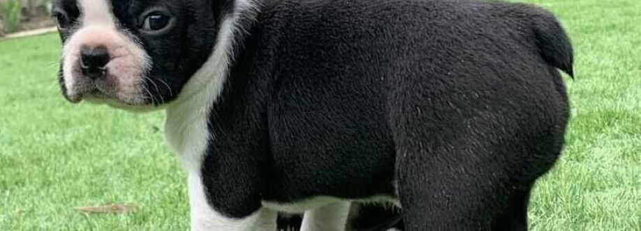 Boston terrier puppies Cover Image
